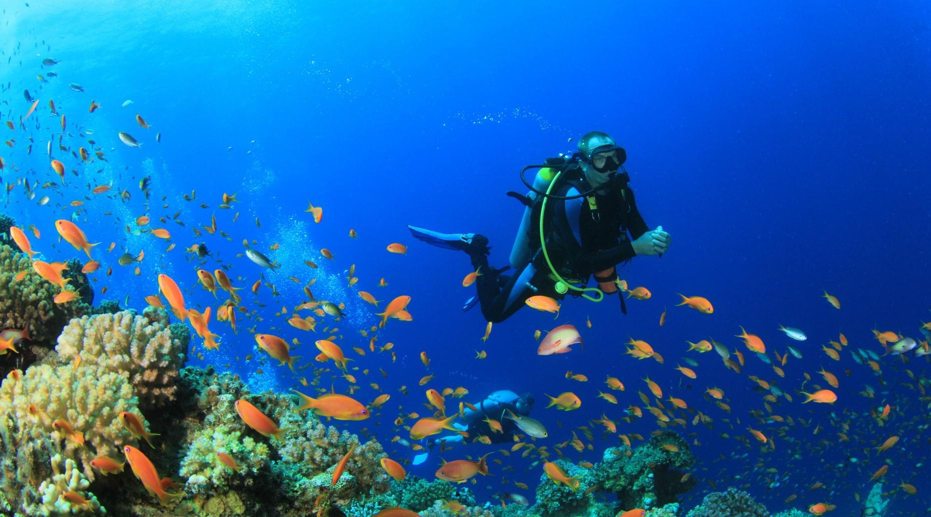 Dive Cabo Cabo San Lucas Baja California Sur Mexico at Joseph Marro blog