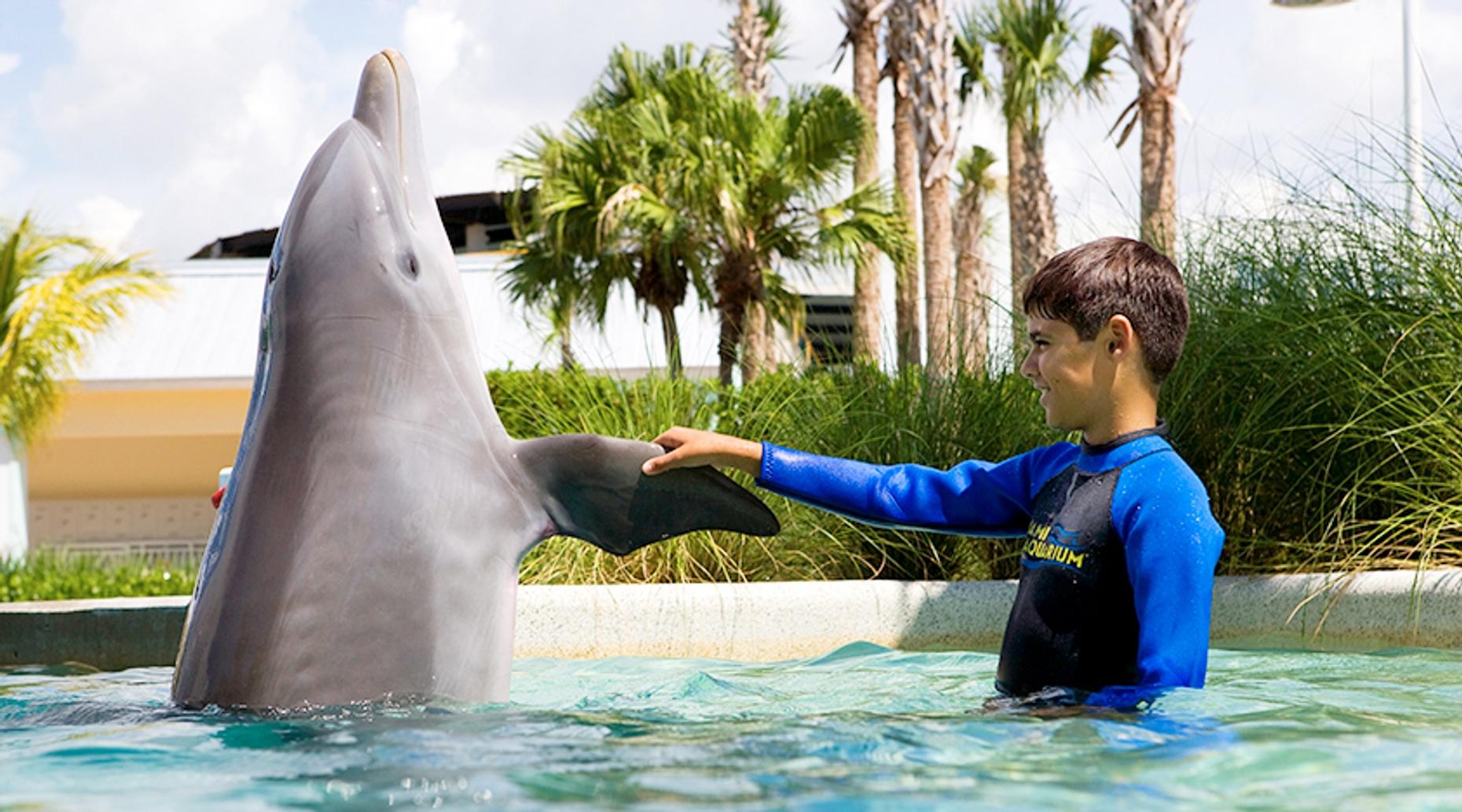Dolphin Odyssey at the Miami Seaquarium