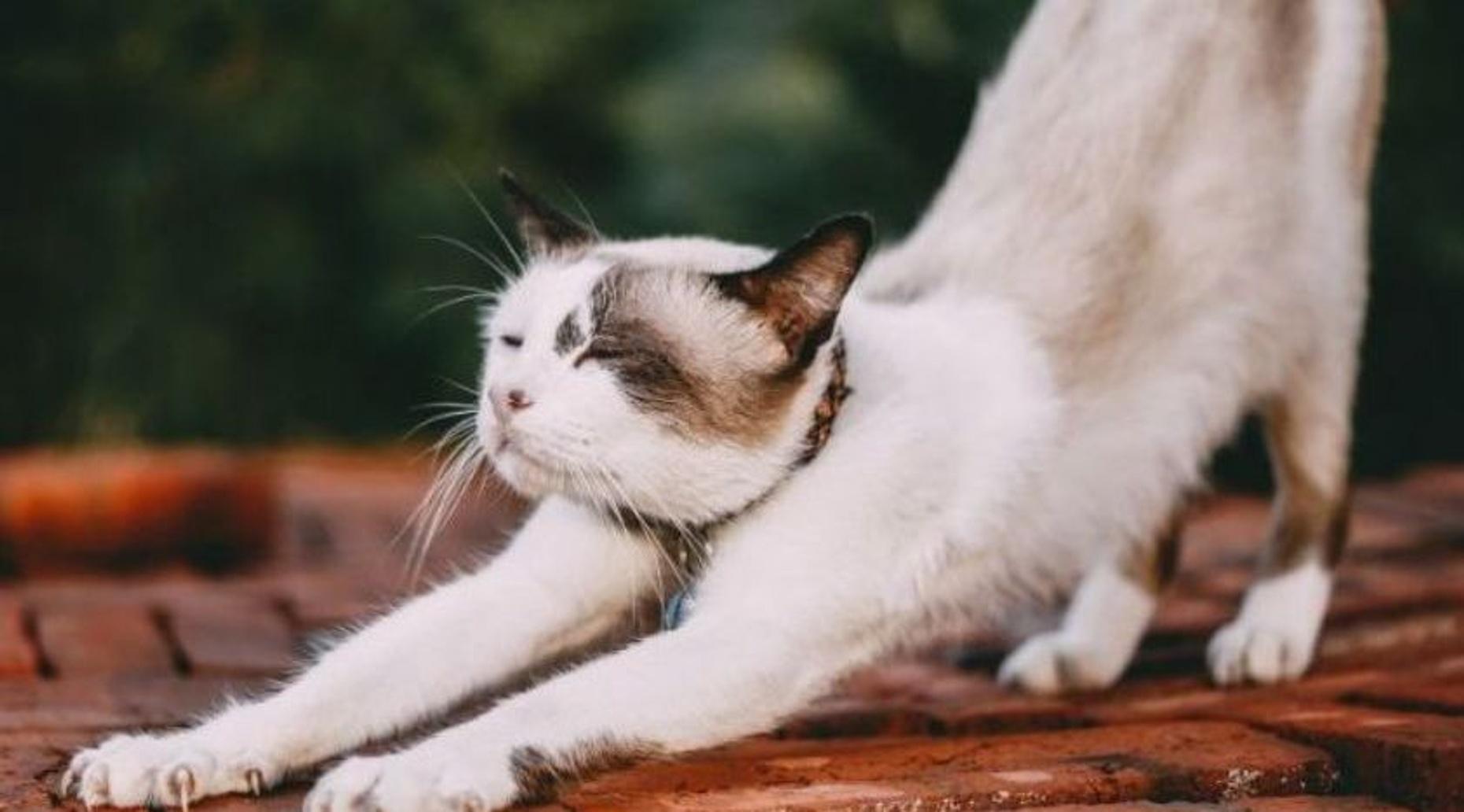 Yoga with Cats in New Haven