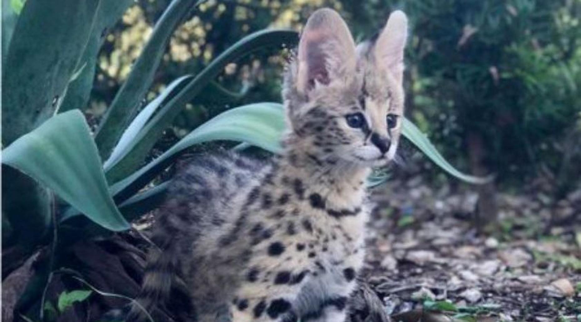Serval Encounter: Book Any Time, Any Day