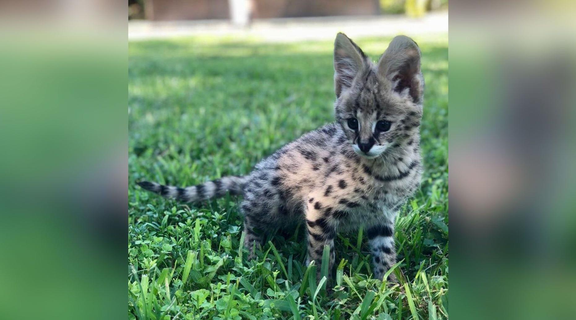 Hands-On Serval Encounter in Miami