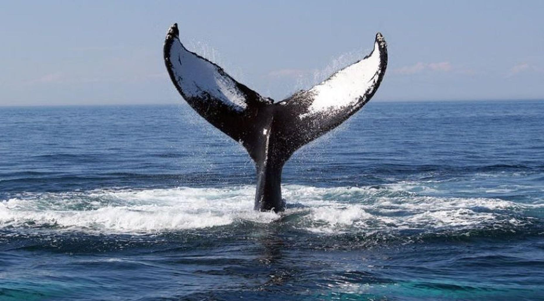 San Diego Whale Watching Tour (12-27 Persons)