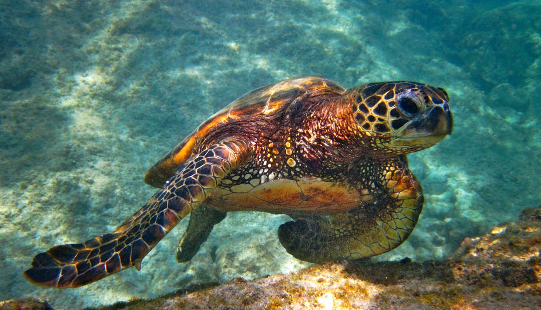 Akumal Marine Turtle Snorkeling & Cenote Adventure