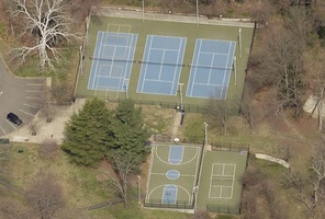 Picture of Loyal Indian Tree Viper Courts