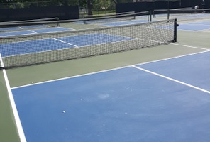 Picture of Husky Brown Bear Courts