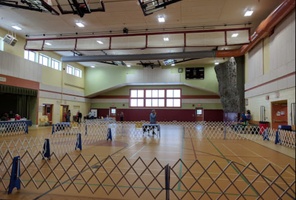 Picture of Honored South Polar Skua Courts