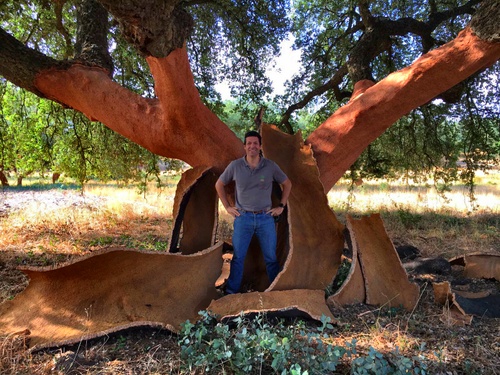 The cork oak's bark regenerates itself after harvesting, leaving trees intact for future harvests and carbon sequestration.