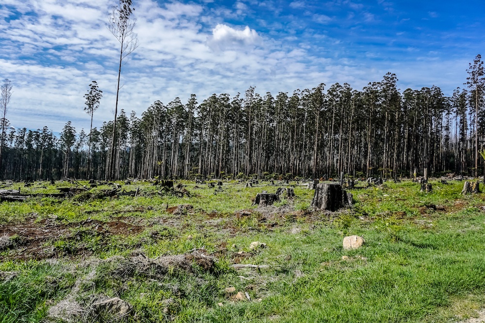 timber plantation australia