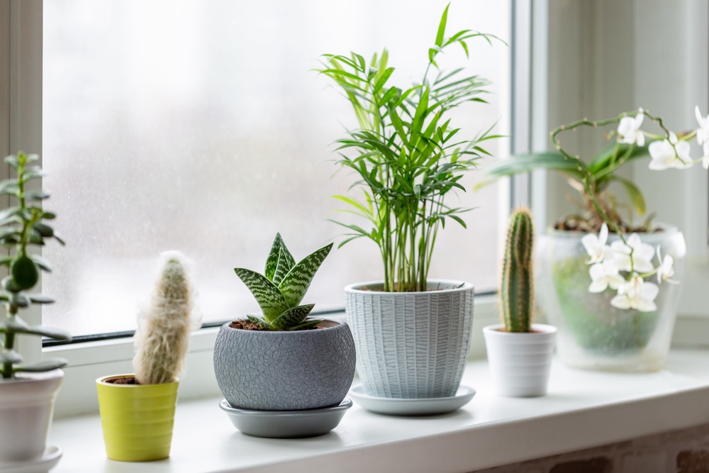 adding homewares like indoor plants to your new home
