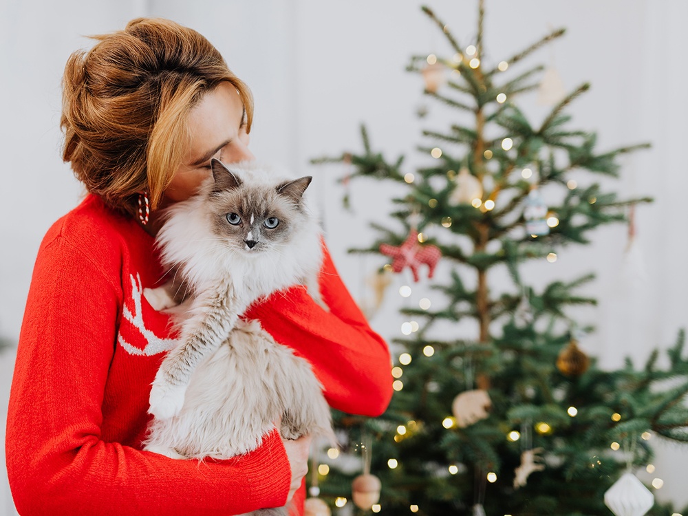 A white siamese cat sits among Christmas presents wrapped with ribbon while ornaments hang above her, both are common holiday pet hazards.