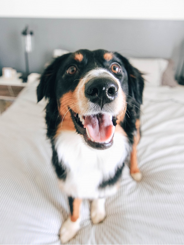 A bernese mountain dog puppy sits eargerly on a bed made up with white linens in a nice house.
