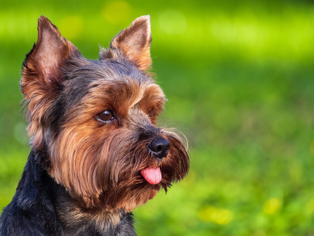 A yorkie mix dog looks off frame with its tongue sticking out after vomiting a clear liquid. 