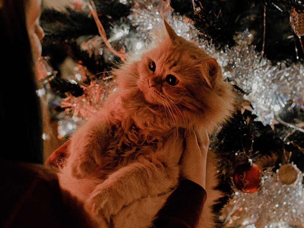 Illuminated by christmas lights, a fluffy orange tabby cat is held like a baby while staring at the person with large eyes