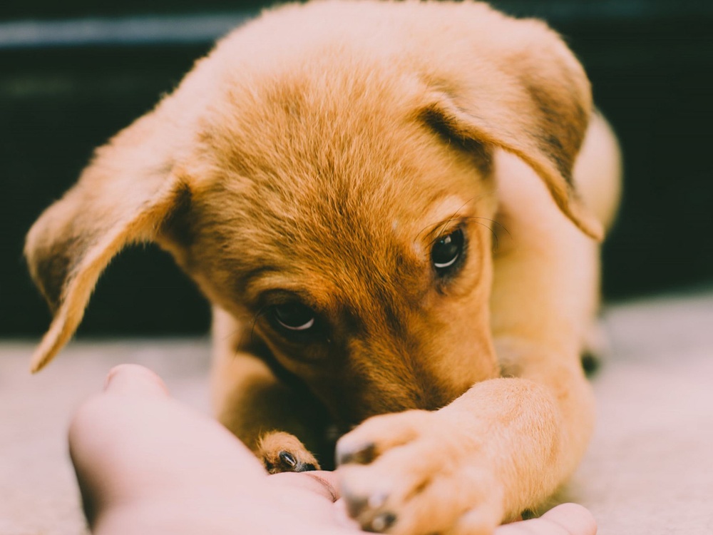 A tan dog covers its muzzle with both paws while looking sad after vomiting clear liquid.