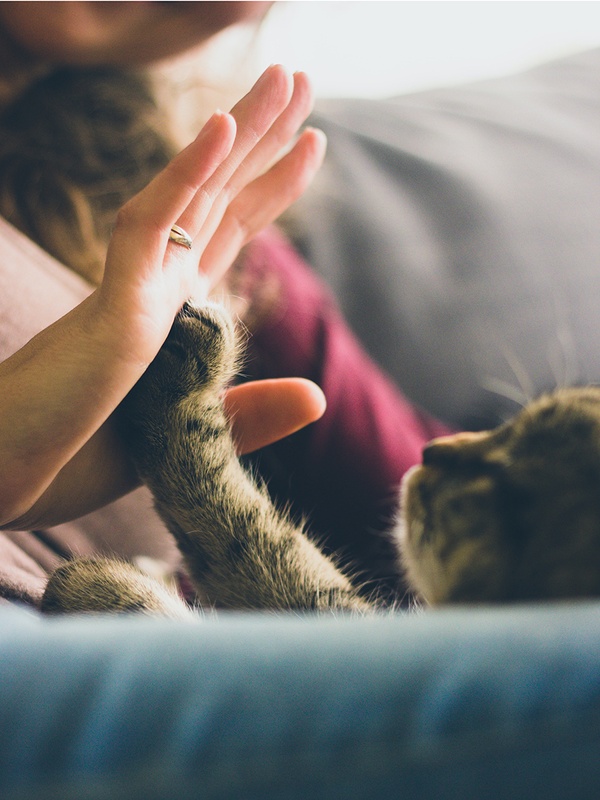 A short haired tabby touches it’s paw to a feminine hand creating a high five effect while in a cozy indoor setting