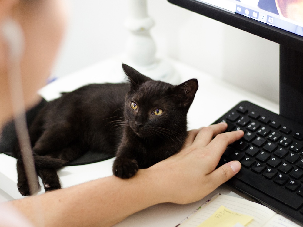 A black cat rests it paw on the hand of a person typing at a desktop computer keyboard. They are looking at online pet vets on the screen.