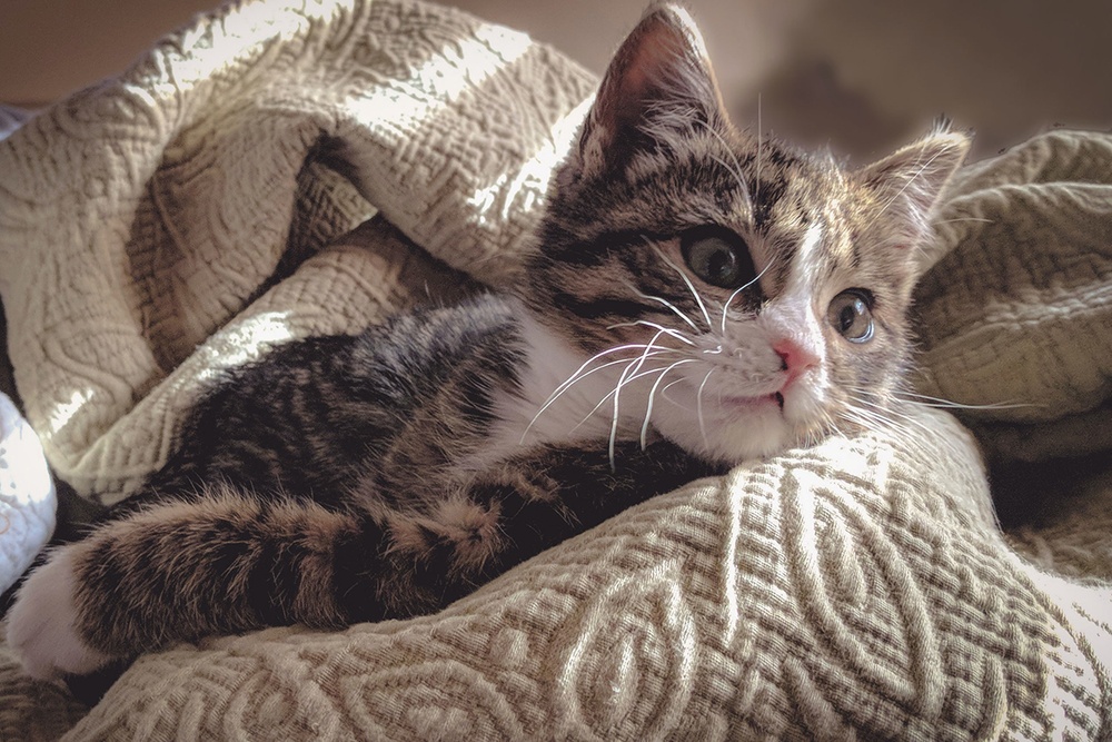 A tabby kitten is cozy in a neutral knit blanket.