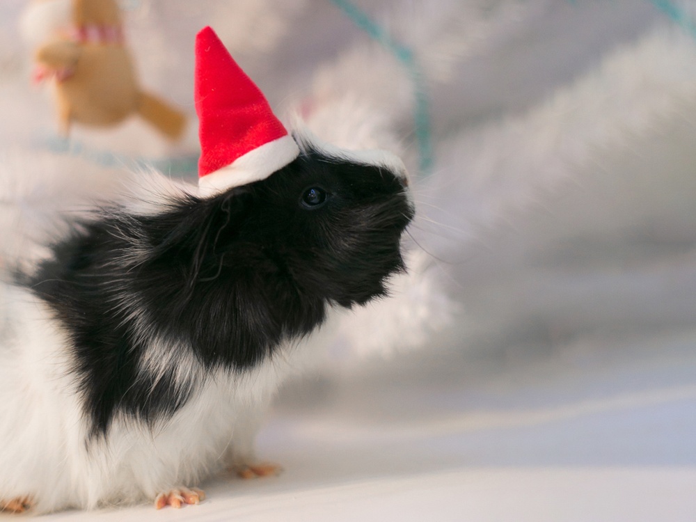 A black and white pet guinea pig wears a tiny santa hat while standing on a neutral background of Christmas tinsel garland 