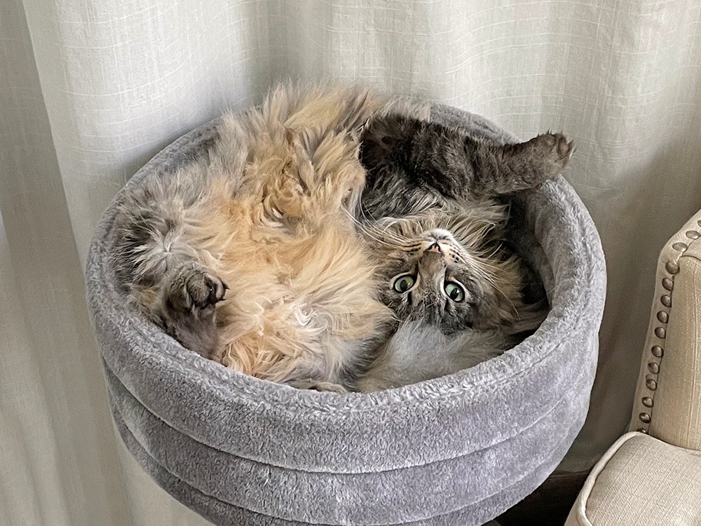 A gray and tan tabby cay lays upside down in her safe space bed.