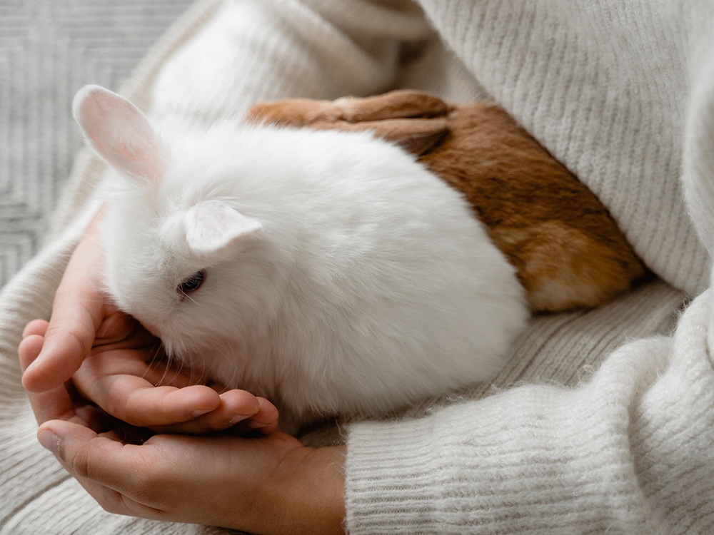 a light tan bunny is gently held on a neutral bed