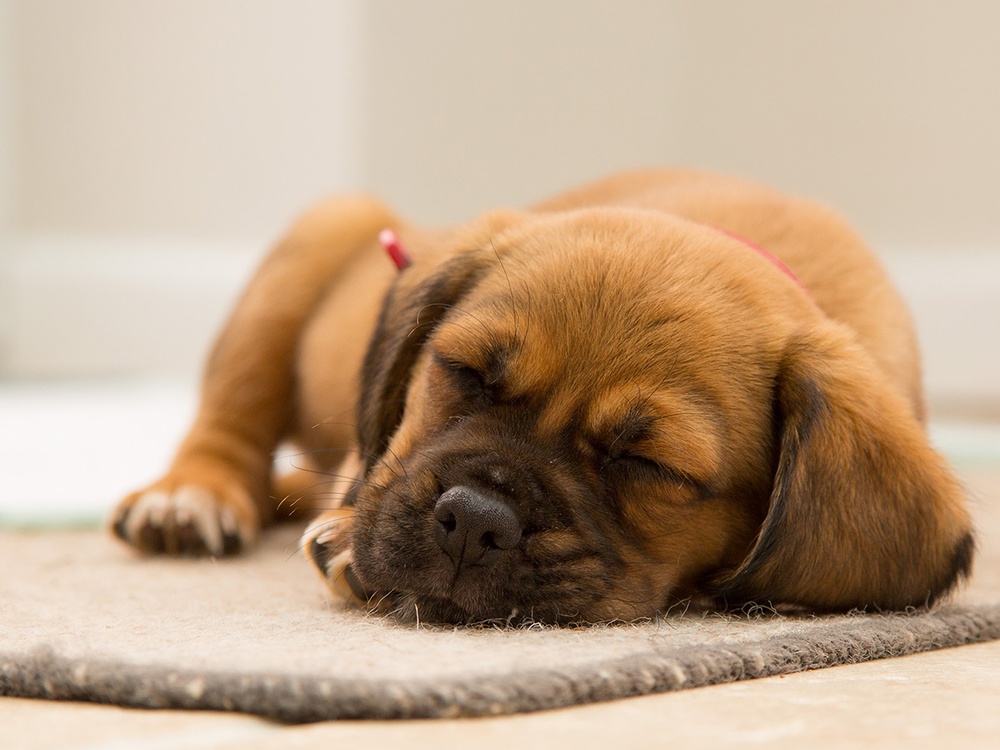 A brindle mixed breed puppy sleeps peacefully on a jute rug. The rug and background are both neutral tan.