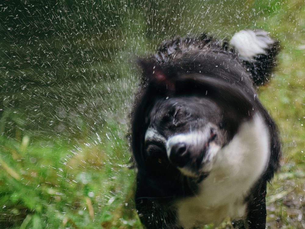A black and white dog aggressively shakes it's head while water droplets spray in all directions.