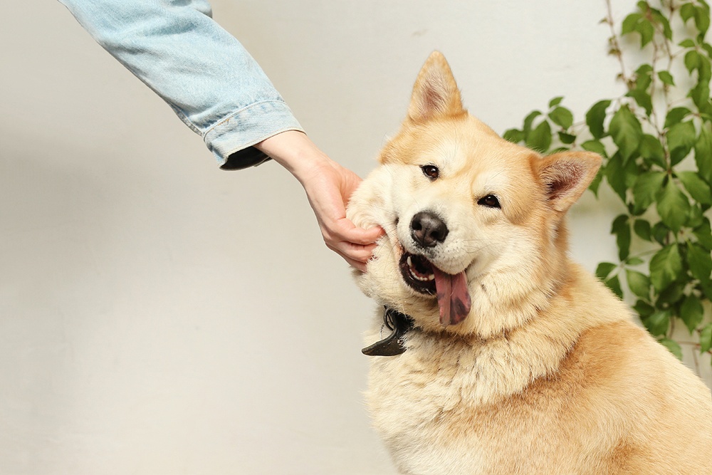 A chow chow is pet on the cheek from a hand outside of frame.