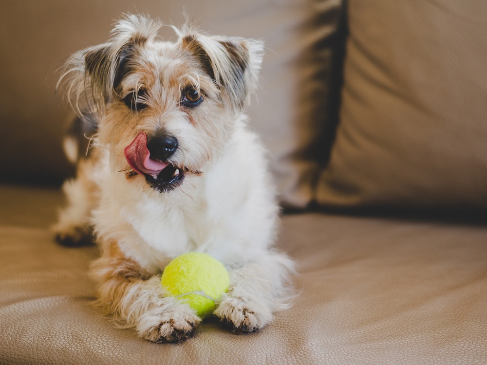 A mixed breed dog licks its lips while pinning a tennis ball in its front paws. 