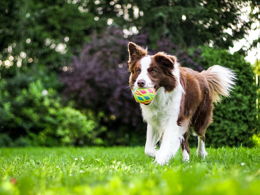 A fluffy brown and tan dog with one floppy ear runs in a suburban backyard with a neon ball in it's mouth.