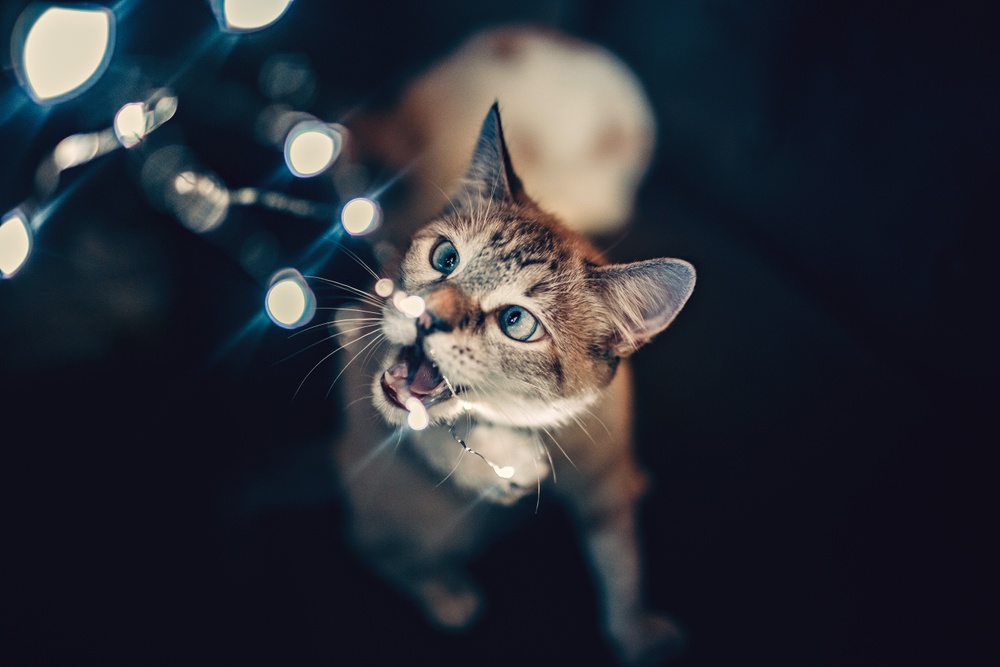 A gray and white pet tabby cat eagerly chews on a common holiday pet hazard: Christmas lights while the background is dark