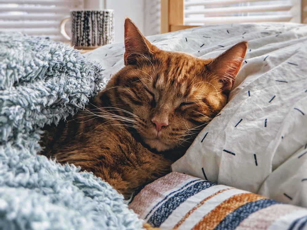 An orange tabby cat is extremely cozy with it’s eyes closed while laying in a pile of Sherpa blankets on a bed.