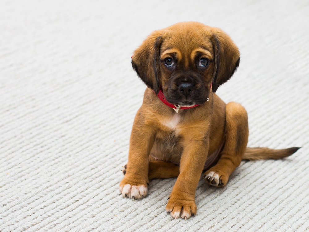 A lethargic puppy shows early signs of parvovirus while sitting on a cream rug