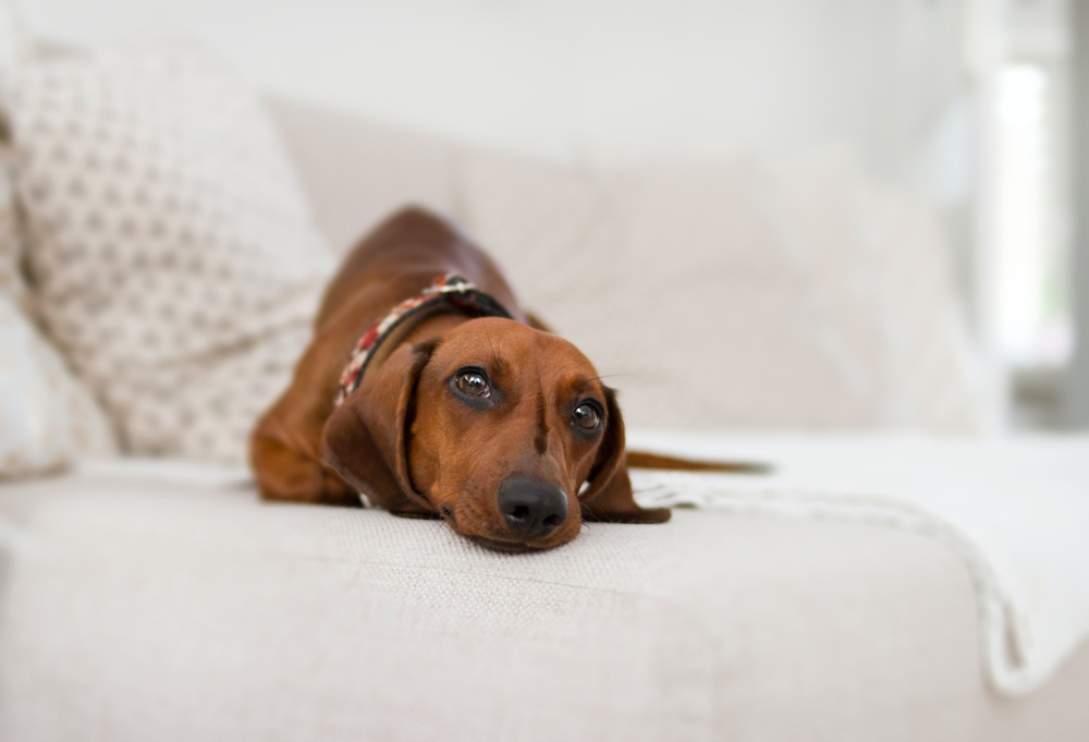 A tan weenie dog lays playfully on neutral cream blankets while wearing a red and white collar.