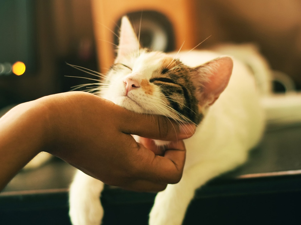 A white and tabby shorthair cat happily receives chin scratches from a feminine hand