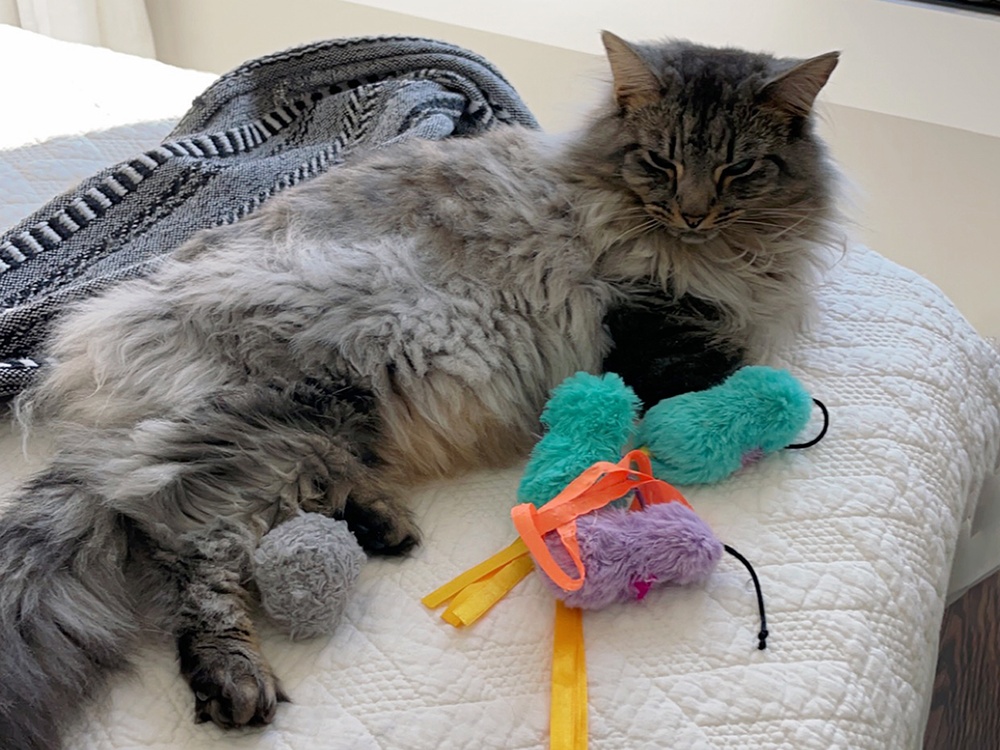 A gray tabby cat lays with several toys that help calm her separation anxiety by providing mental stimulation. 