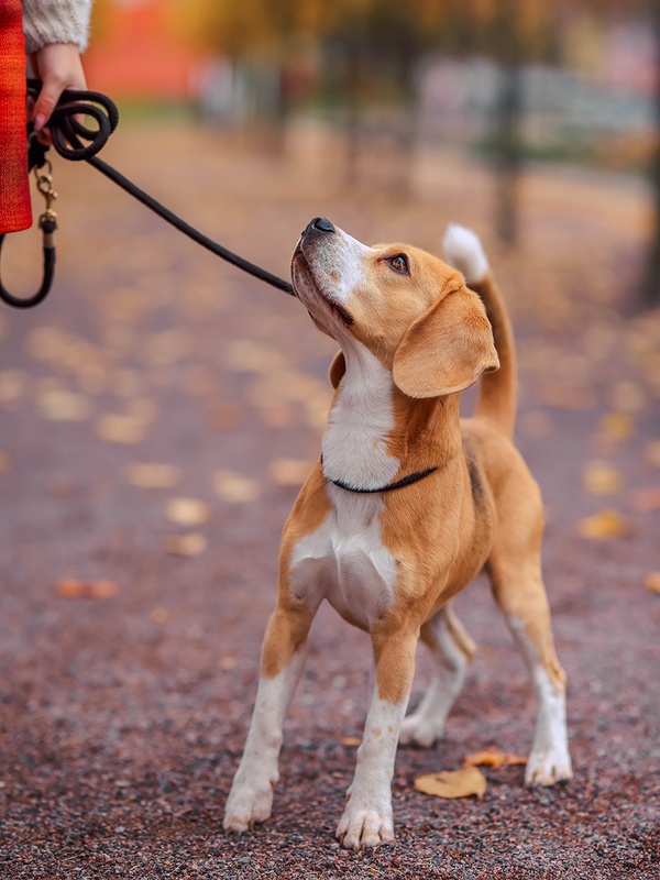A beagle puppy looks up at its owner while out on a walk in a manicured park setting. 