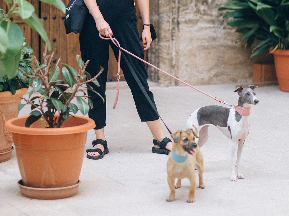 Two dogs pause in an urban setting while being walked by a woman.