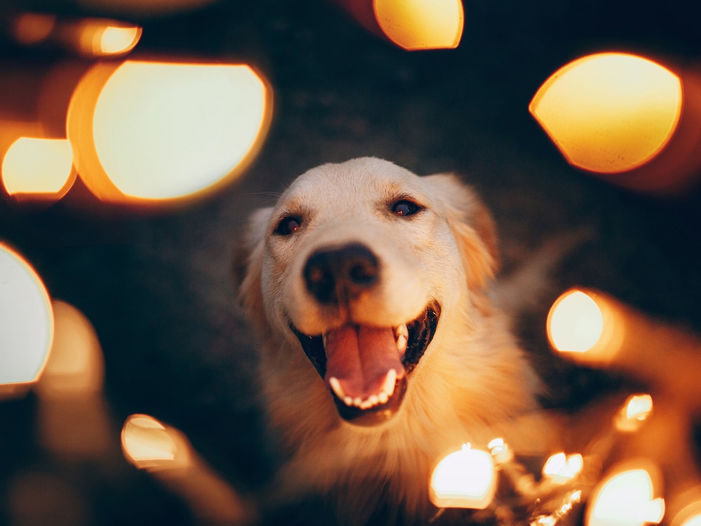 A happy golden retriever is surrounded by christmas lights, the glow of the lights creates a warm halo effect around the dog’s face