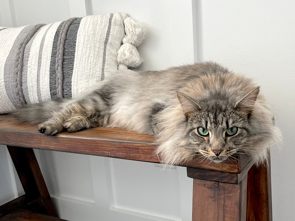 A gray tabby cat lays on a wooden bench in front of the front door waiting anxiously for her owner to return home.