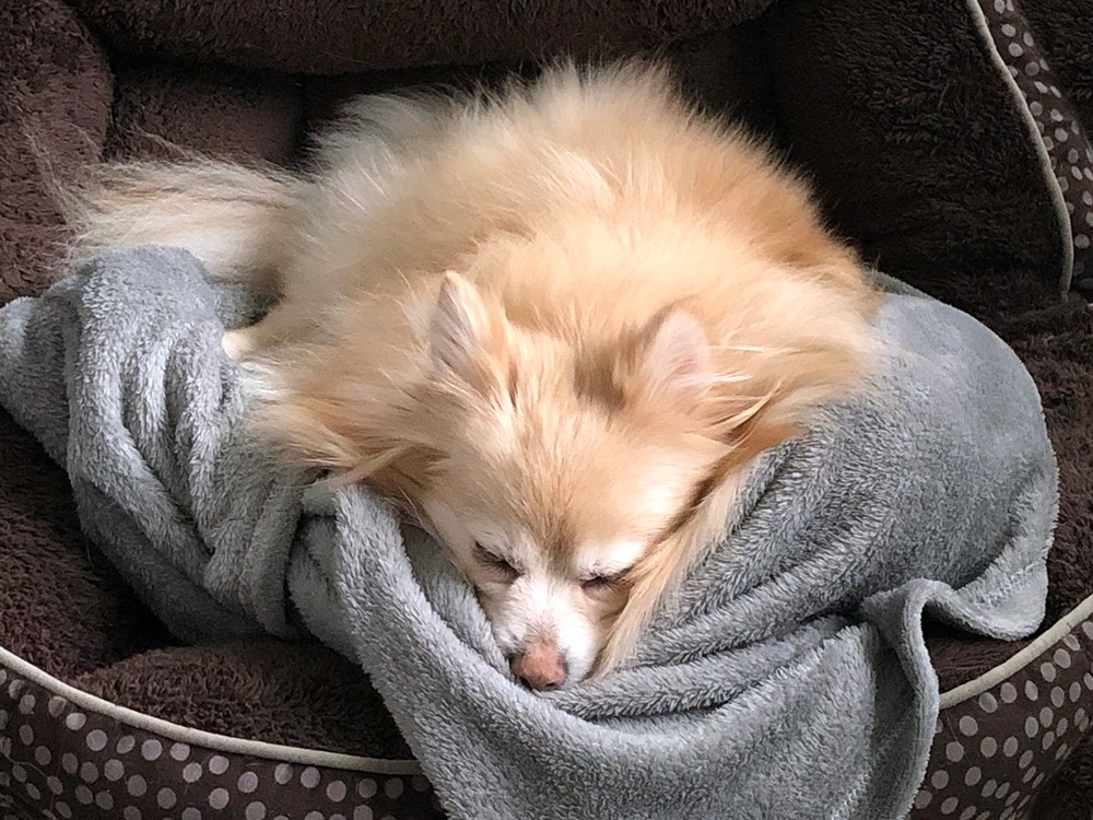 A small golden dog sleeps in a brown dog bed with a gray soft blanket tucked around it.