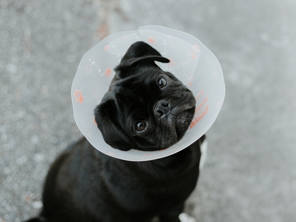 A black pug wearing a cone looks up at the camera, the background is blurred asphalt. 