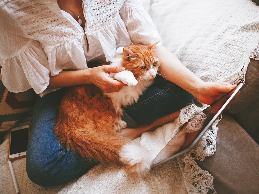 A woman cradles her orange cat in her lap while showing its paw to her laptop camera at her online pet vet appointment. 