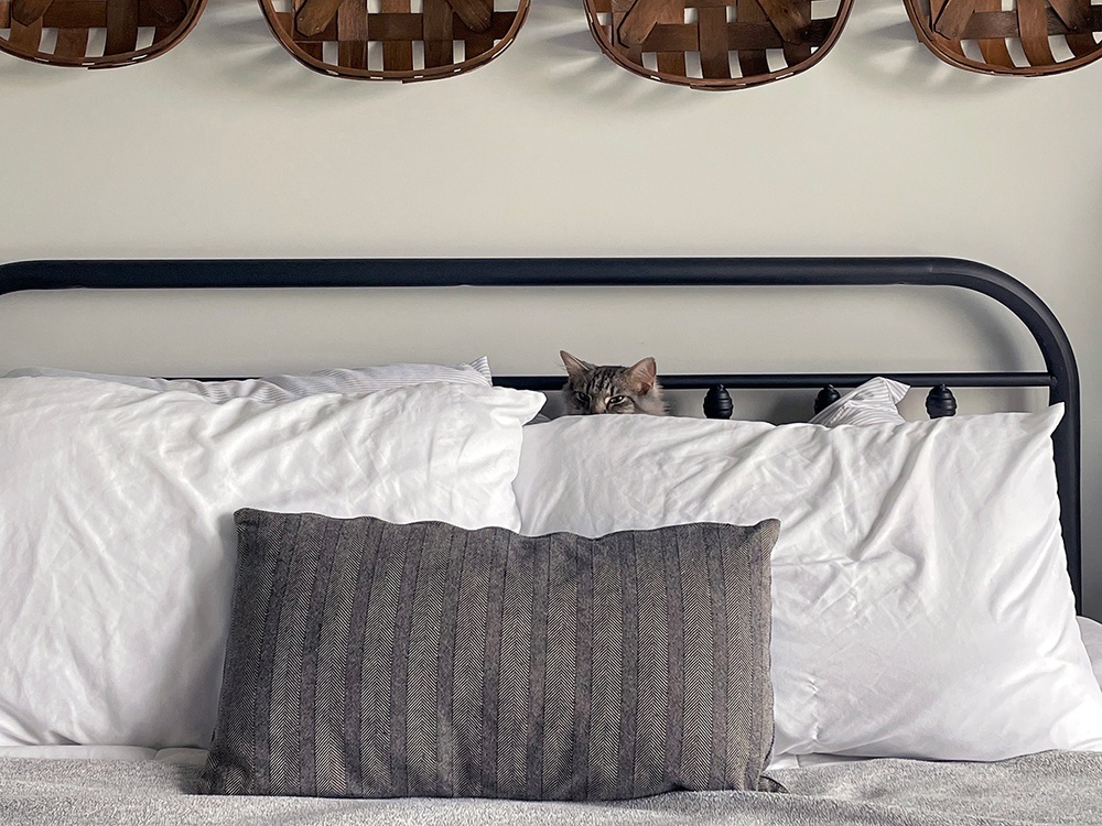An anxious gray tabby cat hides among pillows on a bed.