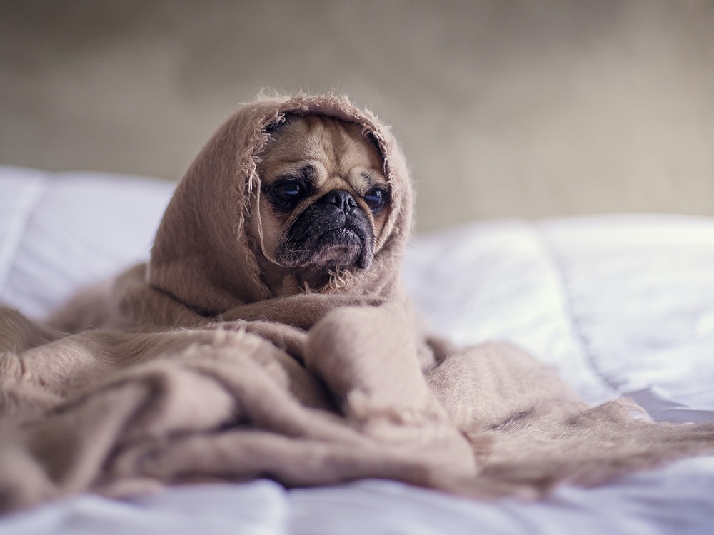 A tan pug looks concerned. He sits wrapped in a neutral blanket while sitting on a white bed.