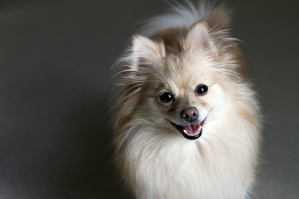 A happy Pomeranian dog looks at the camera, happy and content.