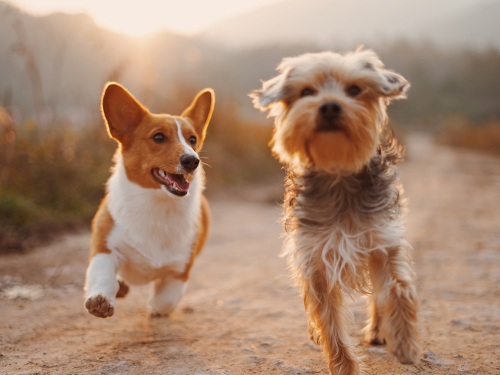 Two mixed breed puppies run happily in a sunlit meadow towards the viewer.