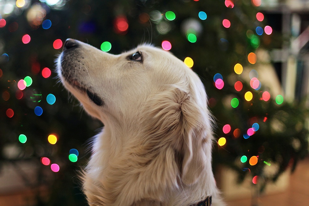 A golden retriever dog is lookin upward while the background is lit up with out of focus christmas lights