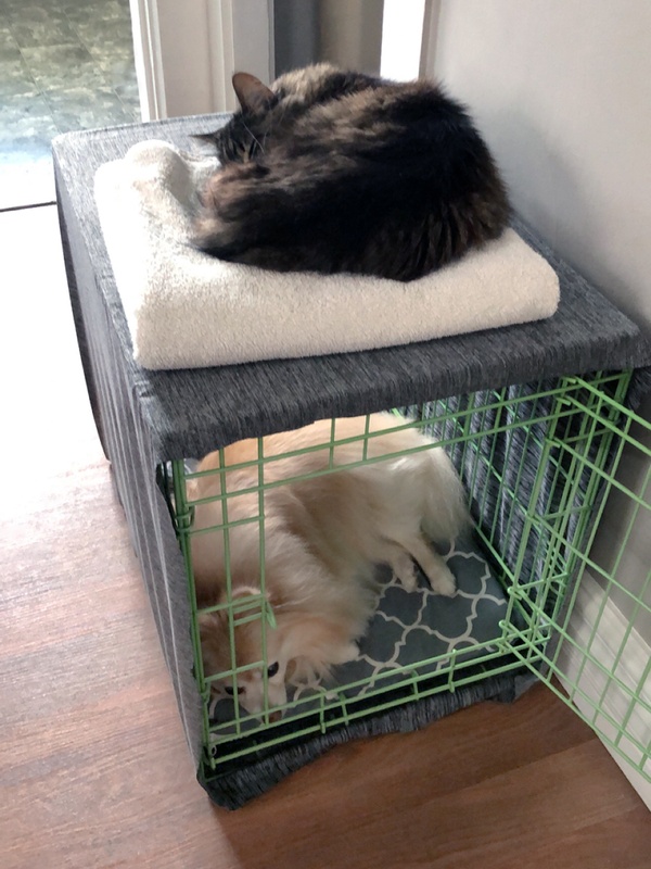 A small dog lays in an open crate while a cat naps on top. 