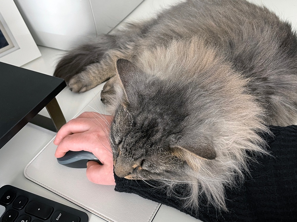 A gray tabby cat lays its head on a human hand who is clearly trying to work at a desk. Clinginess is a common symptom of cats with separation anxiety. 