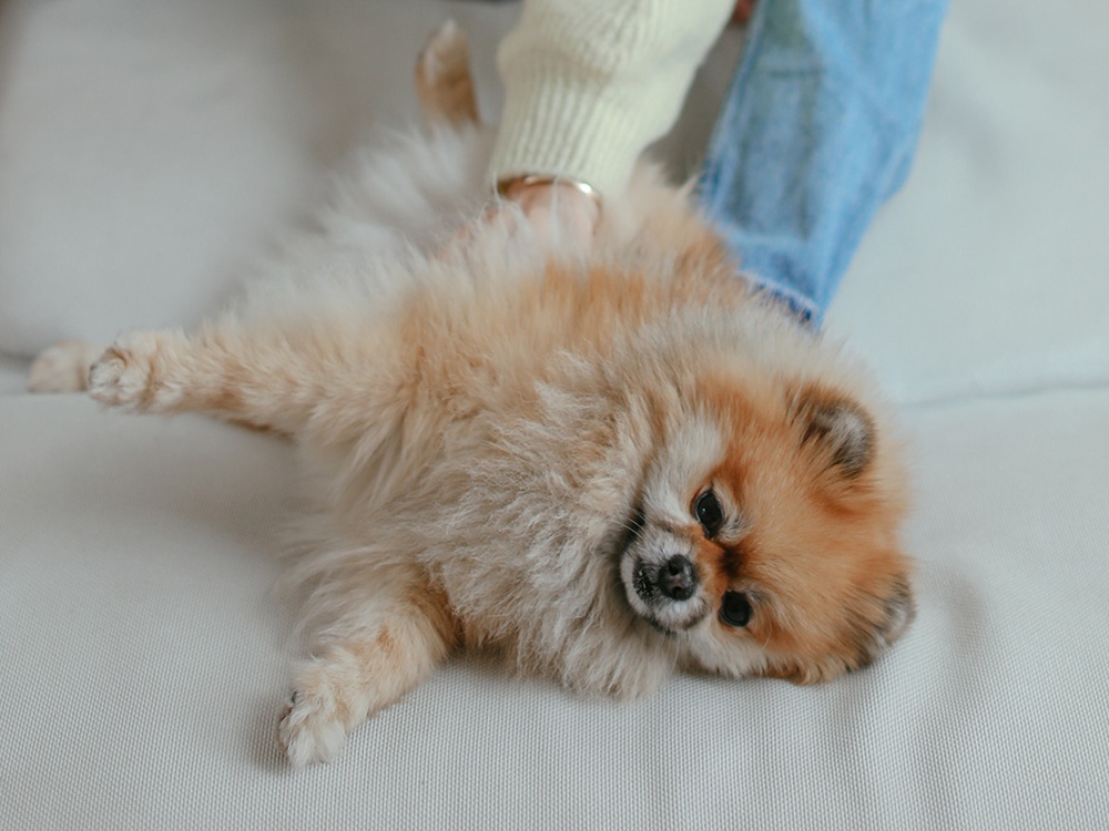 An apricot Pomeranian lays belly up on a white blanket while a hand reaches out to pet it’s belly.  
